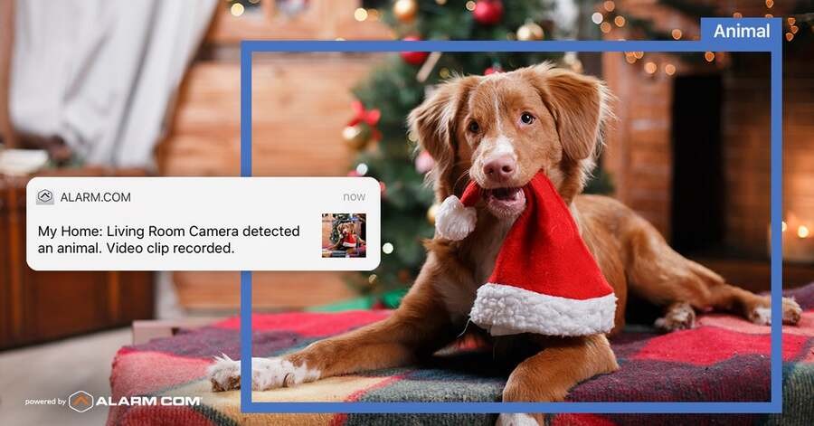  A dog biting a Santa cap is identified by Alarm.com’s video analytics technology.