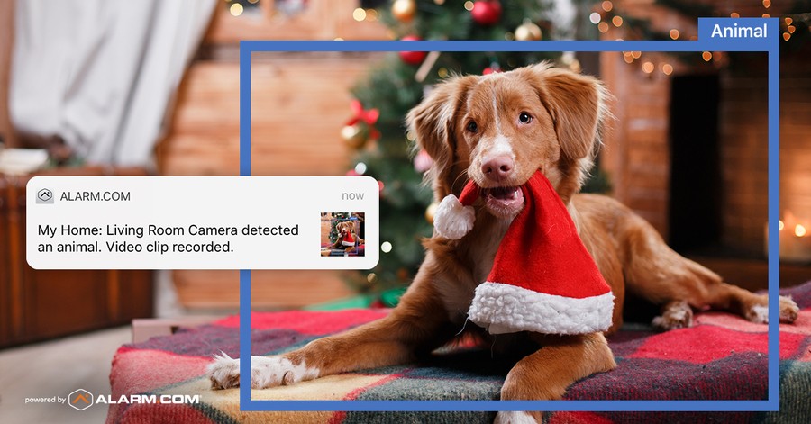 A dog detected by a smart security camera in a holiday-decorated living room, holding a Santa hat. Alarm.com notification displayed.